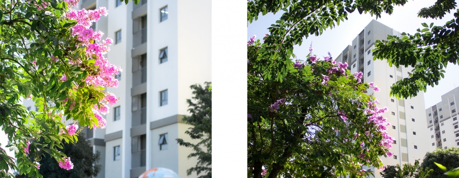 SẮC TÍM BẰNG LĂNG NGHIÊNG MÌNH BÊN WEST SKY